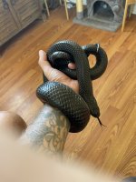 IMG_2968.jpeg