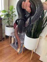 IMG_2925.jpeg