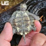 ug_Baby_False_Map_Turtle_4.jpg