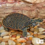 ug_Baby_Leopard_Softshell_Turtle_3.jpg