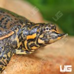 ug_Baby_Leopard_Softshell_Turtle_2.jpg