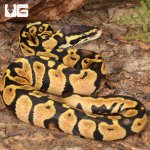 ug_Baby_Pastel_Lace_Het_Pied_Ball_Python_4.jpg