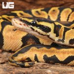 ug_Baby_Pastel_Lace_Het_Pied_Ball_Python_3.jpg