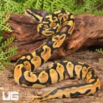 ug_Baby_Pastel_Lace_Het_Pied_Ball_Python_2.jpg