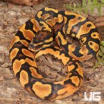 ug_Baby_Female_OD_Lace_Het_Pied_Ball_Python_4.jpg