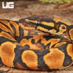 ug_Baby_Female_OD_Lace_Het_Pied_Ball_Python_2.jpg