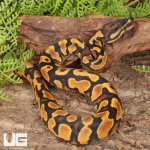 ug_Baby_Female_OD_Lace_Het_Pied_Ball_Python_1.jpg