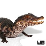ug_614_juvenile_dwarf_caiman_1.jpg