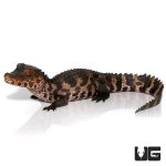 ug_614_juvenile_dwarf_caiman_3.jpg