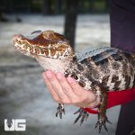 ug_adult_dwarf_caiman_3.jpg