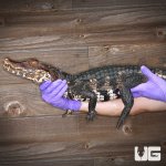 ug_adult_dwarf_caiman_1.jpg