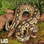 ug_Fire_Het_Tri_Stripe_Ball_Python_#21_4.jpg