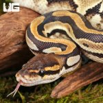 ug_Fire_Het_Tri_Stripe_Ball_Python_#21_1.jpg