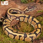 ug_Bongo_DH_Hypo_Tri_Stripe_Ball_Python_#26_1.jpg