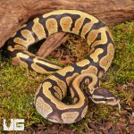 ug_Bongo_DH_Hypo_Tri_Stripe_Ball_Python_#26_3.jpg