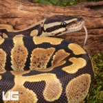 ug_Bongo_DH_Hypo_Tri_Stripe_Ball_Python_#26_4.jpg