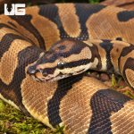 ug_Yearling Static Ball Python_#13_1.jpg