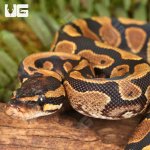 ug_Surge_Het_Tri_Stripe_Ball_Python_#29_4.jpg