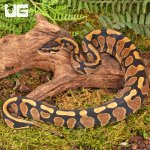 ug_Surge_Het_Tri_Stripe_Ball_Python_#29_2.jpg