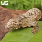 ug_Baby_Offshore_x_Nu_Ami_Leachianus_Gecko_4.jpg