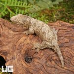ug_Baby_Offshore_x_Nu_Ami_Leachianus_Gecko_3.jpg