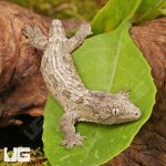 ug_High_Pink_Nu_Ana_Leachianus_Gecko_4.jpg