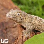 ug_High_Pink_Nu_Ana_Leachianus_Gecko_3.jpg