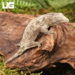 ug_High_Pink_Nu_Ana_Leachianus_Gecko_2.jpg