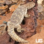 ug_Yearling_Microlepis_Uromastuyx_4.jpg