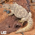 ug_Yearling_Microlepis_Uromastuyx_1.jpg