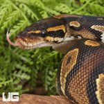 ug_Yearling_Blackhead_Yellowbelly_Ball_Python_3.jpg
