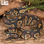 ug_Yearling_Blackhead_Yellowbelly_Ball_Python_2.jpg