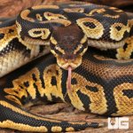 ug_Yearling_Male_Pastel_Blackhead_3.jpg