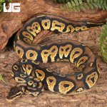 ug_Yearling_Male_Pastel_Blackhead_2.jpg