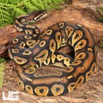 ug_Yearling_Male_Pastel_Blackhead_1.jpg