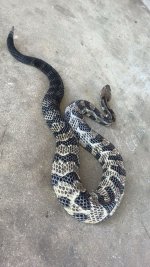 IMG_0219.jpeg