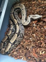 IMG_3833.jpeg