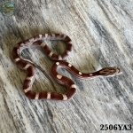 IMG_7876.jpeg
