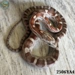 IMG_7886.jpeg