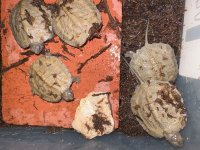 5 2025 NA Wood Turtles.jpg