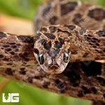 ug_Many_Spotted_Cat_Snake_4.jpg