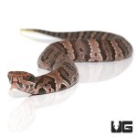 ug_baby_cotton_mouth_3.jpg
