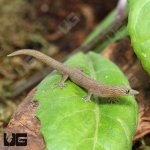 ug_Ashy_Gecko_3.jpg
