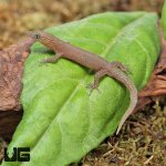 ug_Ashy_Gecko_2.jpg
