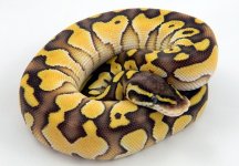 Pastel Lesser 1.jpg