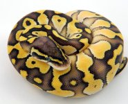 Pastel Lesser 2.jpg