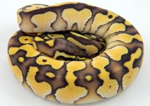 Pastel Lesser 3.jpg