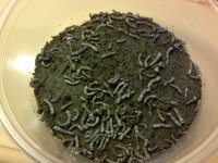 silkwormcups.jpg