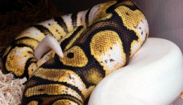 Pastel calico x Ivory 5.jpg