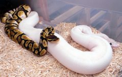 Pastel calico x Ivory 4.jpg